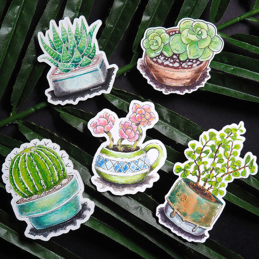 Succulent Babies